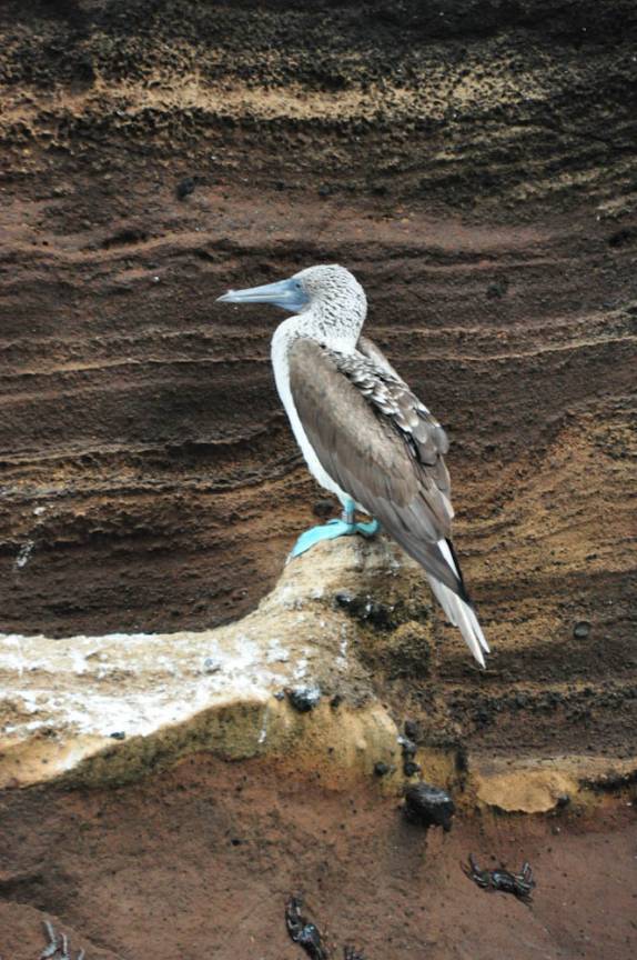 O famoso blue footed boobie, um dos símpolos de Galápagos, em Rocca Redonda, na Isla Isabel